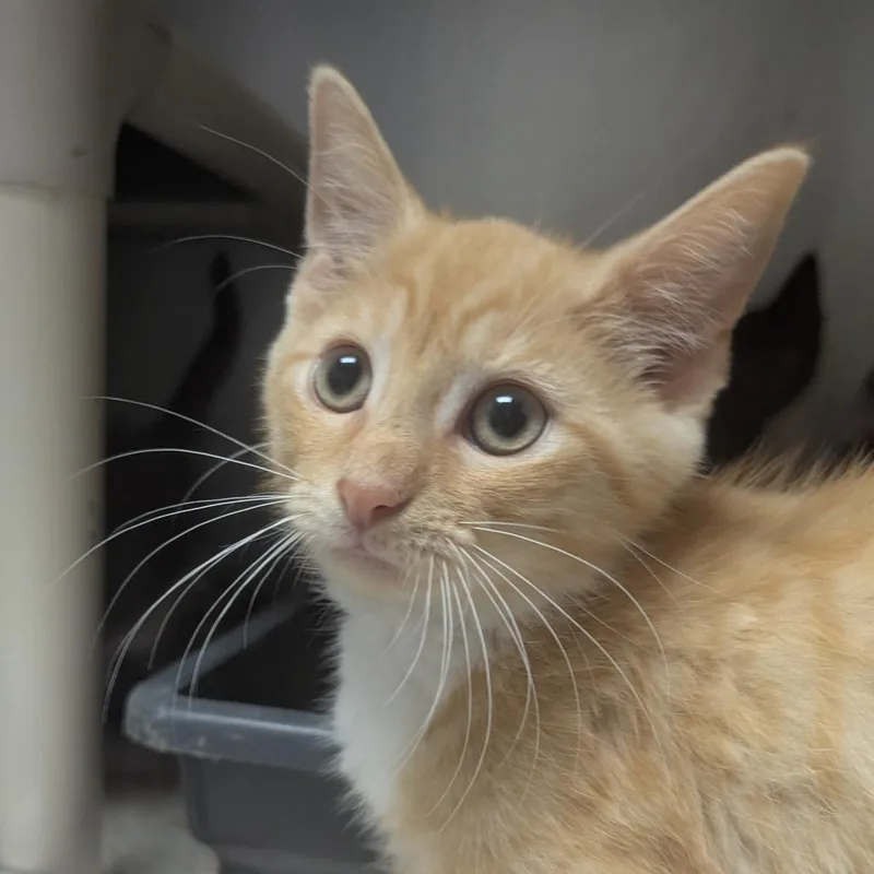 A baby small-sized female Orange / Red Domestic Short Hair cat named Ranger for adoption in Evansville, IN