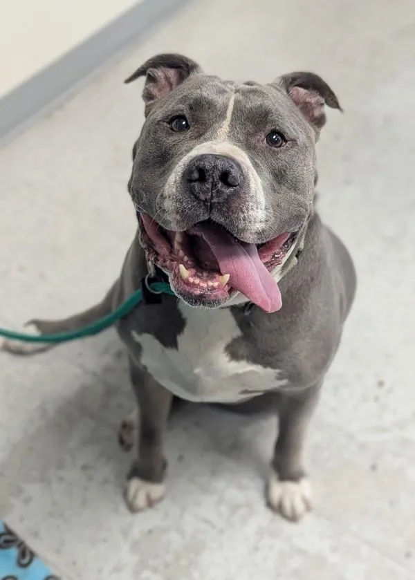 An adult large-sized male Pit Bull Terrier dog named Blitz for adoption in Salt Lake City, UT