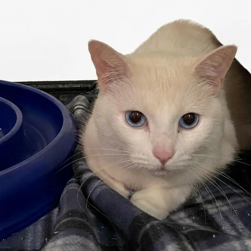 An adult medium-sized female White Domestic Short Hair cat named Lulu for adoption in Boca Raton, FL