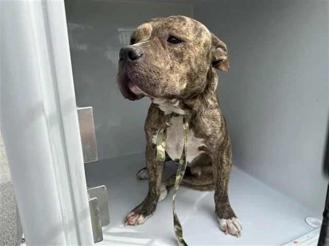 A young large-sized male American Staffordshire Terrier dog named A for adoption in Houston, TX