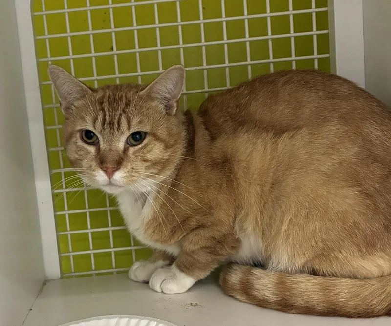 A young medium-sized male Orange & White Domestic Short Hair cat named Dash for adoption in Bridgeport, CT