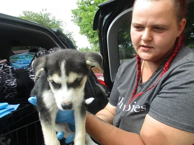 A baby small-sized female Siberian Husky dog named Peach for adoption in Ocala, FL
