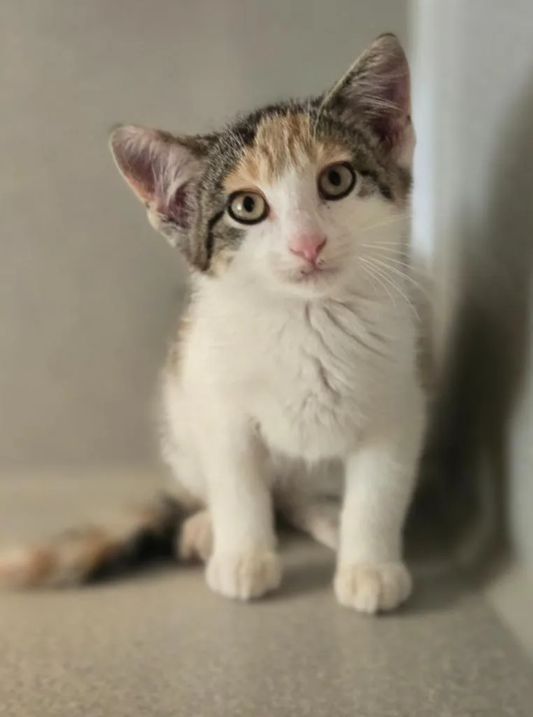 A baby large-sized female Domestic Short Hair cat named Melon for adoption in Viroqua, WI