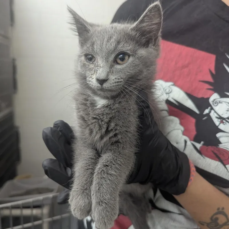 A baby small-sized female Gray / Blue / Silver Domestic Short Hair cat named Krylon for adoption in Evansville, IN