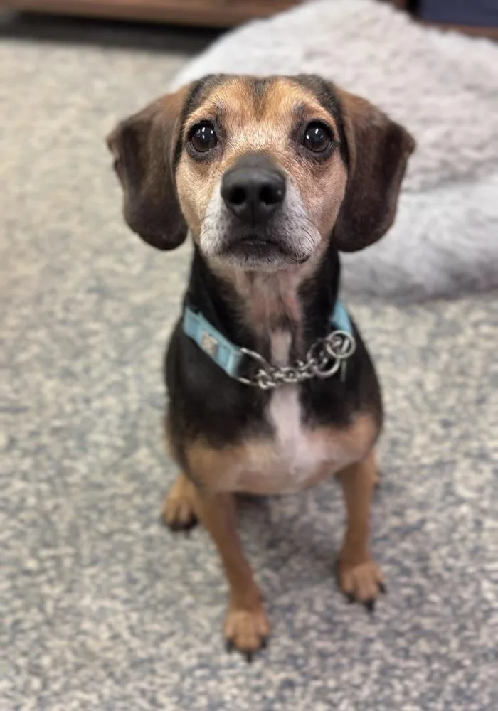 A senior small-sized male Tricolor (Brown, Black, & White) Beagle dog named Arlo for adoption in Bemidji, MN
