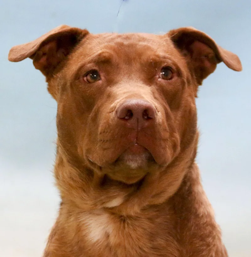 A young medium-sized female Golden American Staffordshire Terrier dog named Armani for adoption in Casa Grande, AZ