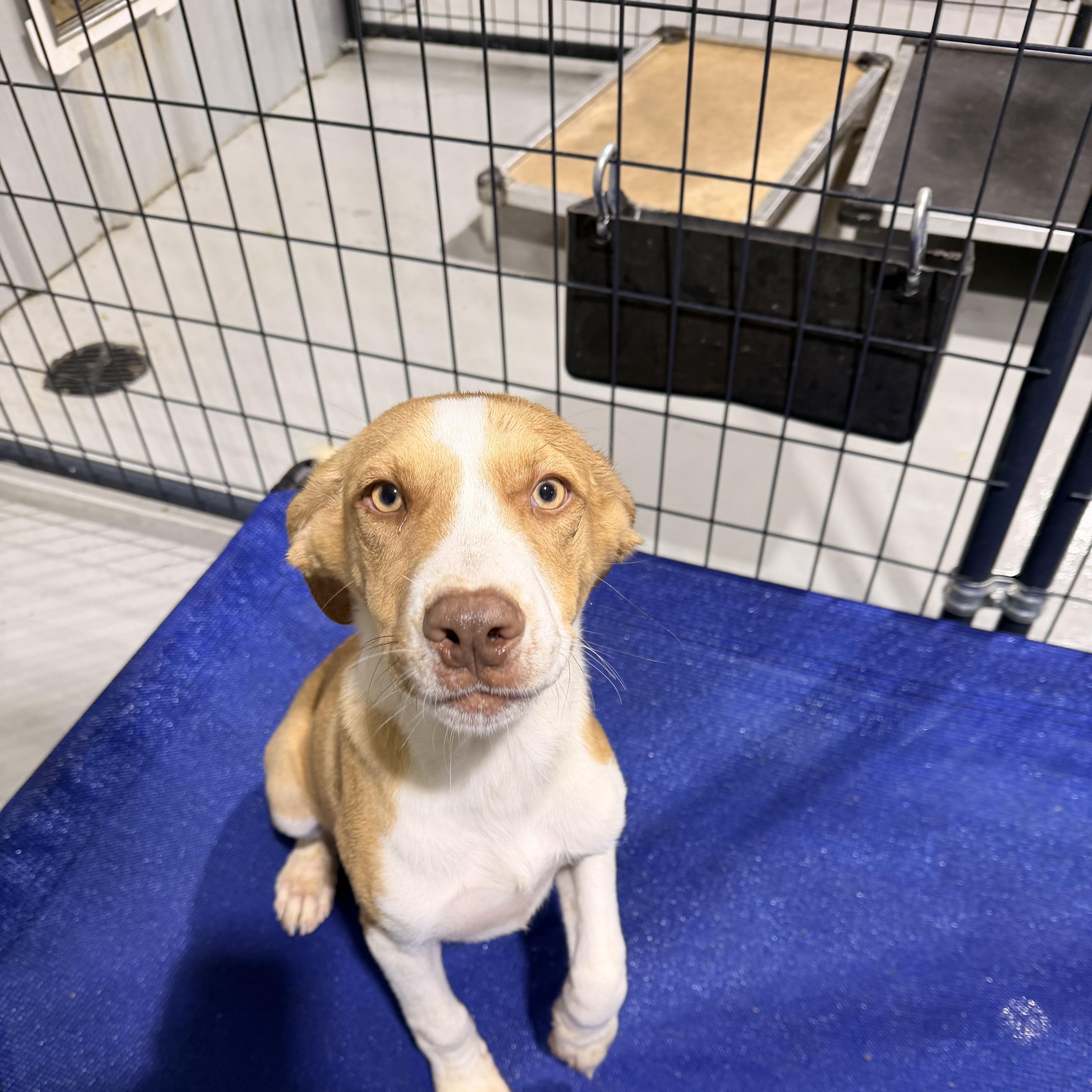 A young medium-sized male Apricot / Beige Mixed Breed dog named Ike for adoption in Ruston, LA