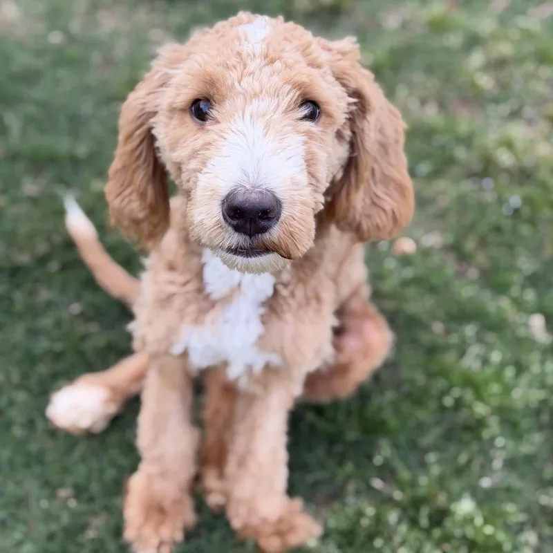 A baby medium-sized male Brown / Chocolate Poodle dog named Warrior for adoption in Brownsboro, AL