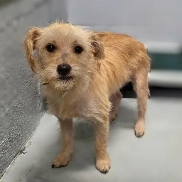 A young small-sized male Terrier dog named Scout for adoption in Griswold, CT