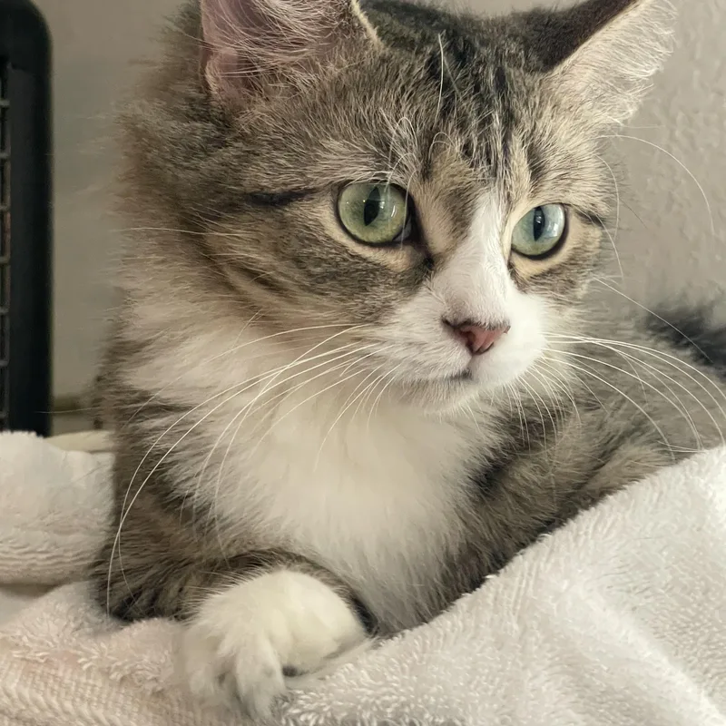 A young medium-sized female Tabby (Brown / Chocolate) Tabby cat named Prue for adoption in Lacon, IL