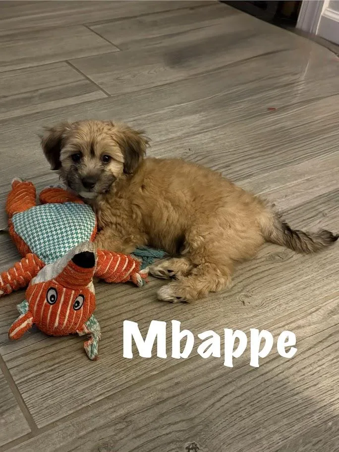 Mbappe thumbnail 2