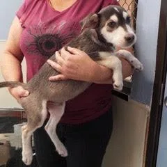 A baby medium-sized male Gray / Blue / Silver Mixed Breed dog named Grouper for adoption in Green Valley, AZ