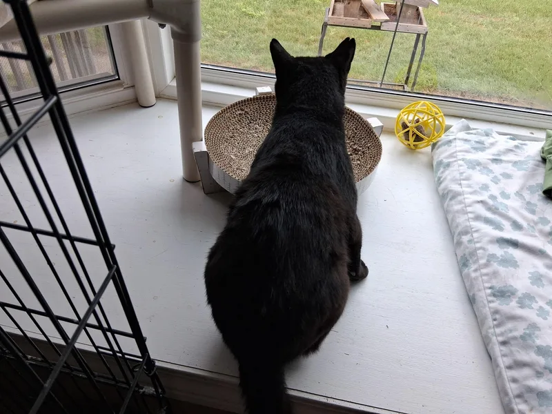 An adult medium-sized male Black Domestic Short Hair cat named Magic for adoption in Lapeer, MI