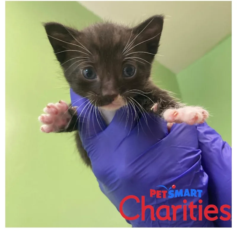 A baby small-sized male Black Domestic Short Hair cat named Piglet for adoption in St. Helena, CA