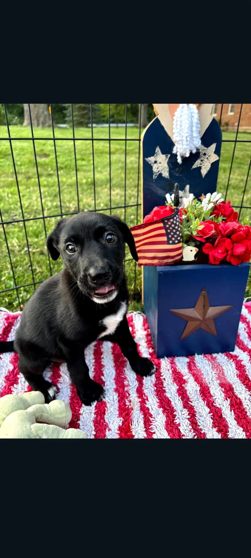 A baby medium-sized female Black Welsh Springer Spaniel dog named Liberty for adoption in Lewis Center, OH