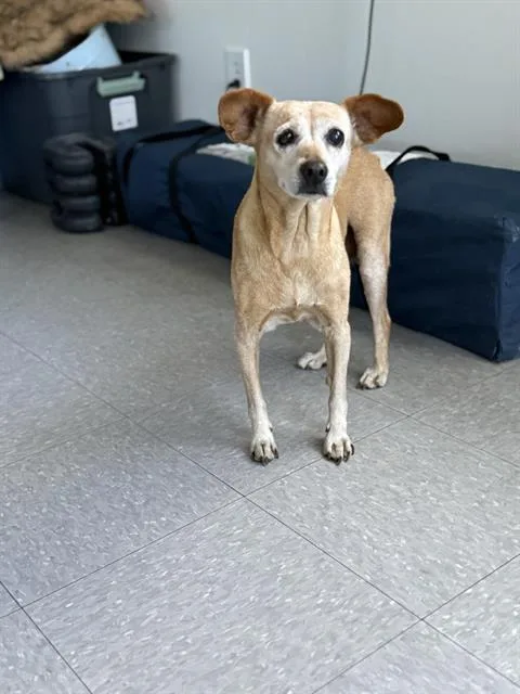 An adult small-sized female Chihuahua dog named Betty for adoption in Bakersfield, CA