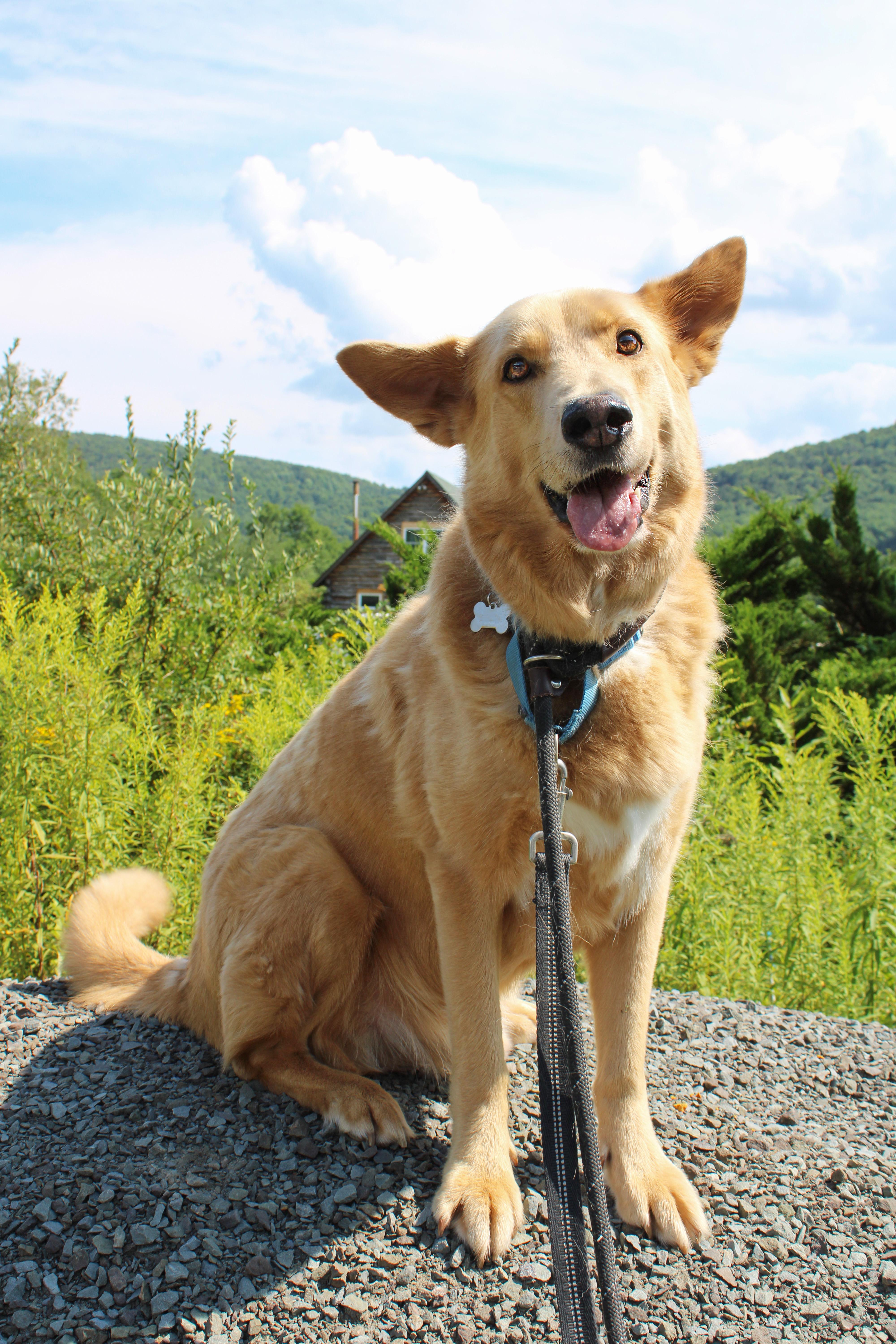 An adult large-sized male Apricot / Beige Husky dog named Bear for adoption in Delhi, NY