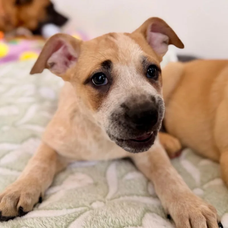 A baby medium-sized female White / Cream Boxer dog named Quinn for adoption in Green Bay, WI