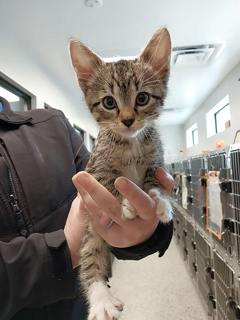 Chex Mix thumbnail 2