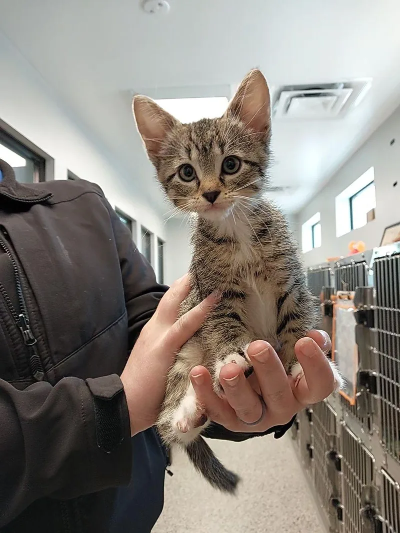 A baby medium-sized male Tabby (Buff / Tan / Fawn) Domestic Short Hair cat named Chex Mix for adoption in Liberty, MO