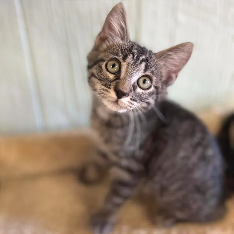 A baby small-sized male Gray / Blue / Silver Domestic Short Hair cat named Chamoy for adoption in Clarksville, AR