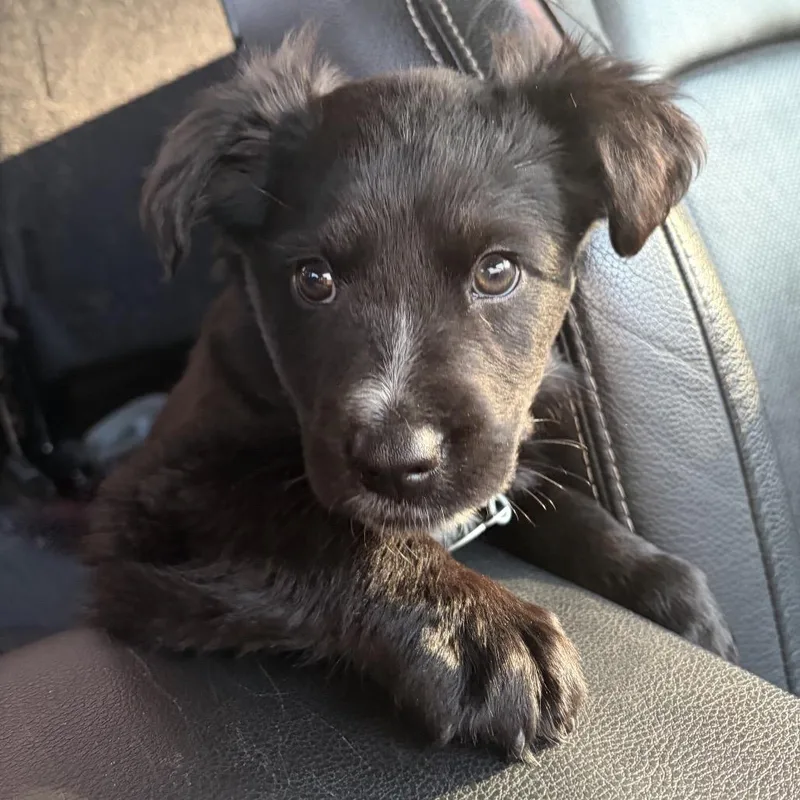 A baby small-sized male Black Mixed Breed dog named Gehrig for adoption in Buffalo, MN