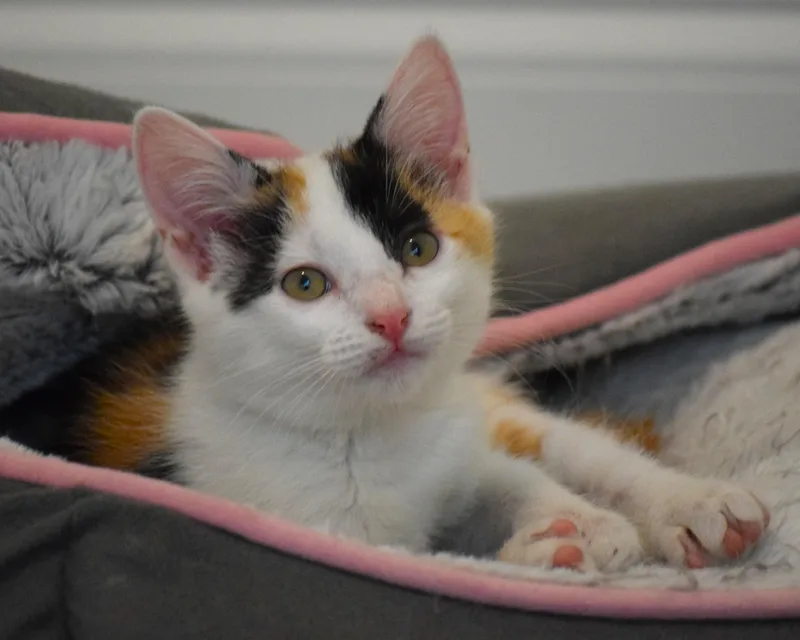 A baby medium-sized female Calico cat named Trudy for adoption in Mt Pleasant, SC