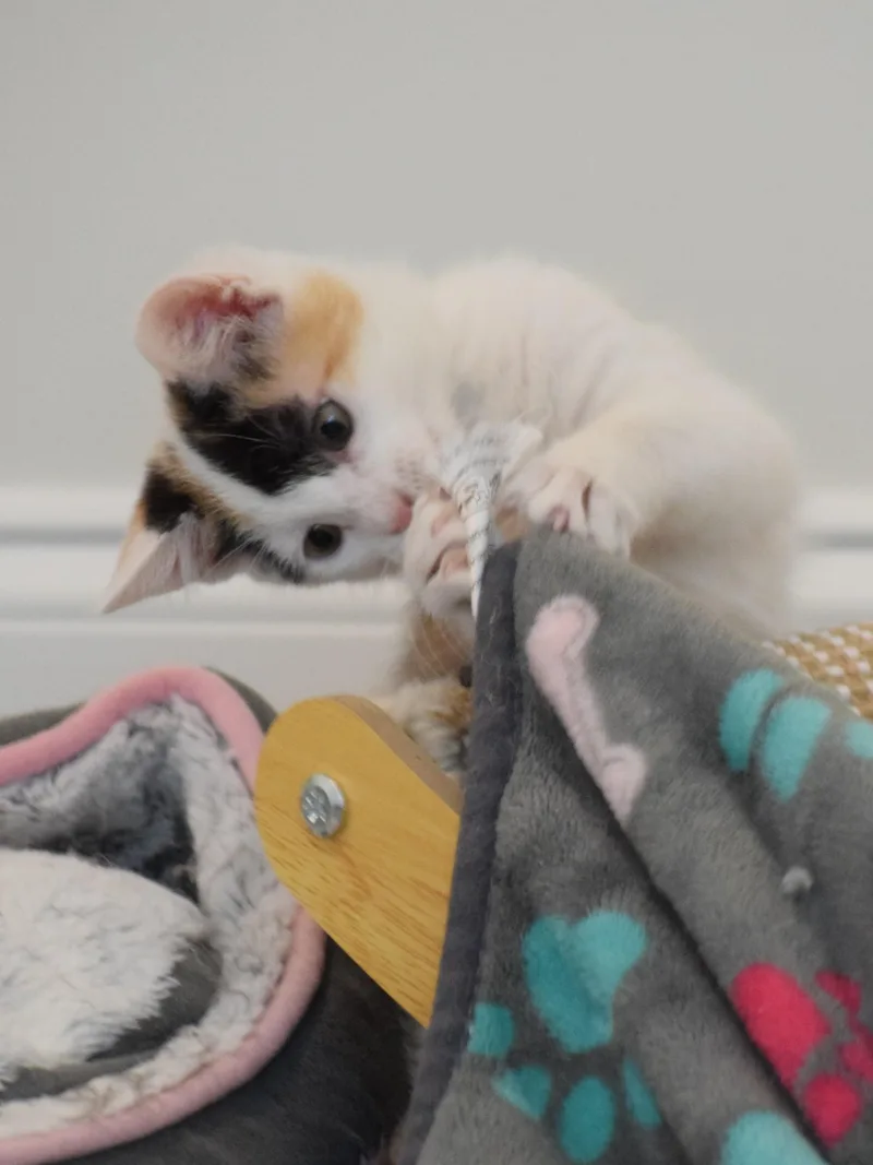 Trudy thumbnail 4