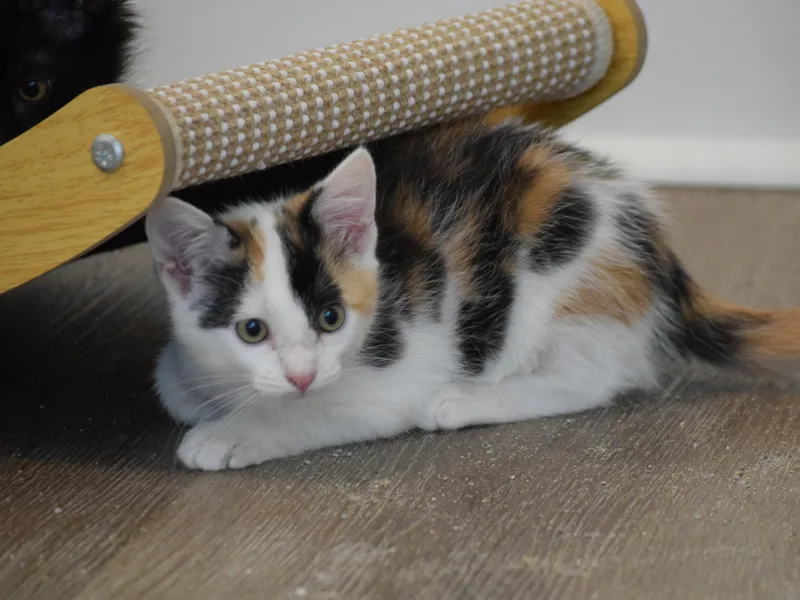 Trudy thumbnail 5