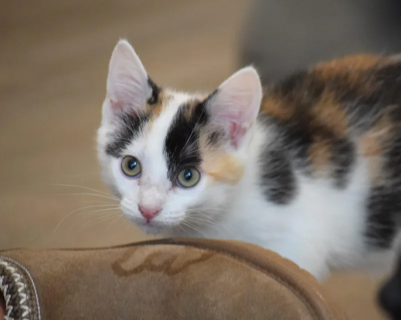 Trudy thumbnail 6