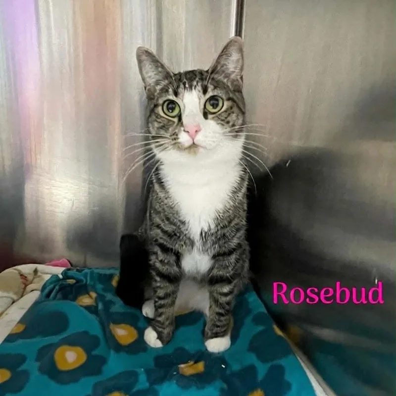 Rosebud