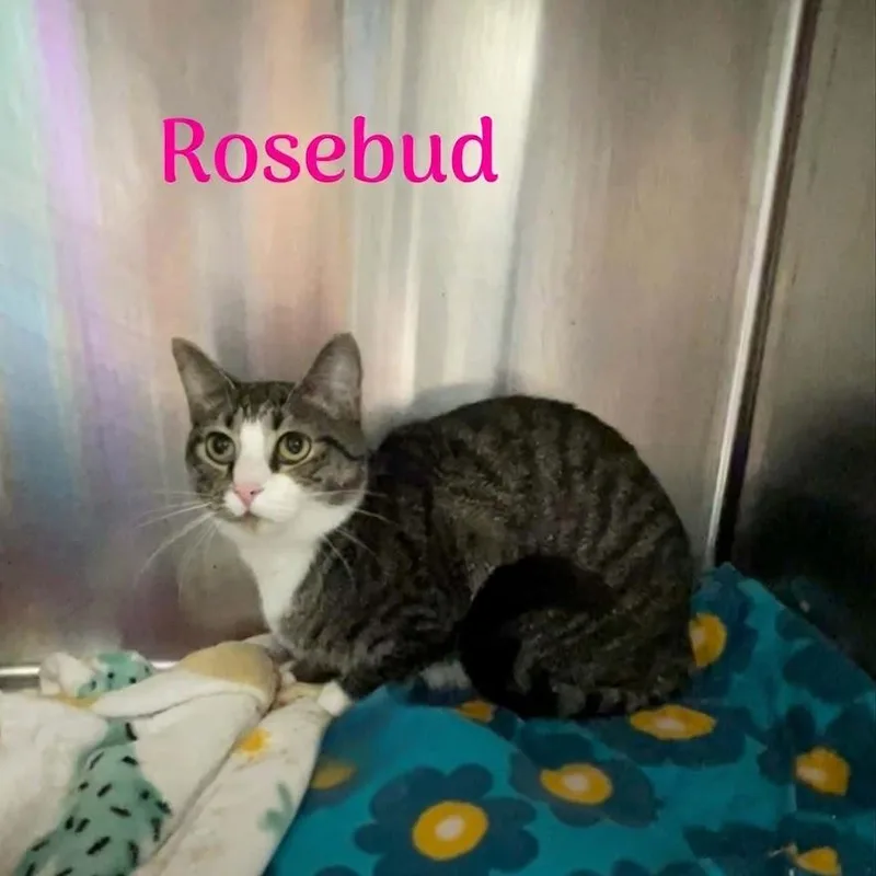 Rosebud thumbnail 2