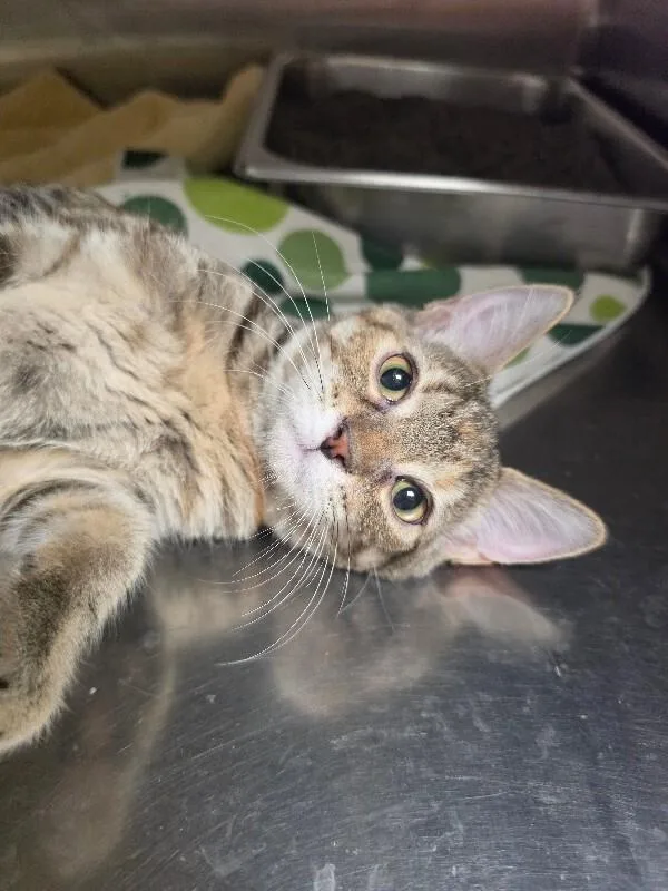 A young medium-sized female Calico Tiger cat named Bonnie for adoption in Bluffton, IN