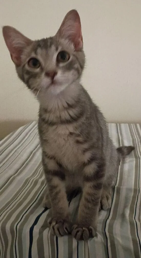 A baby small-sized male Gray / Blue / Silver Domestic Short Hair cat named Elvis Purrsley for adoption in Jackson, GA