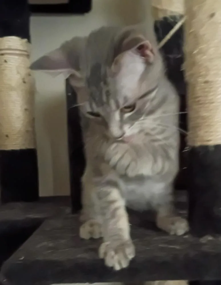 Elvis Purrsley thumbnail 2