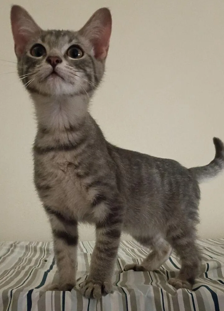 Elvis Purrsley thumbnail 3