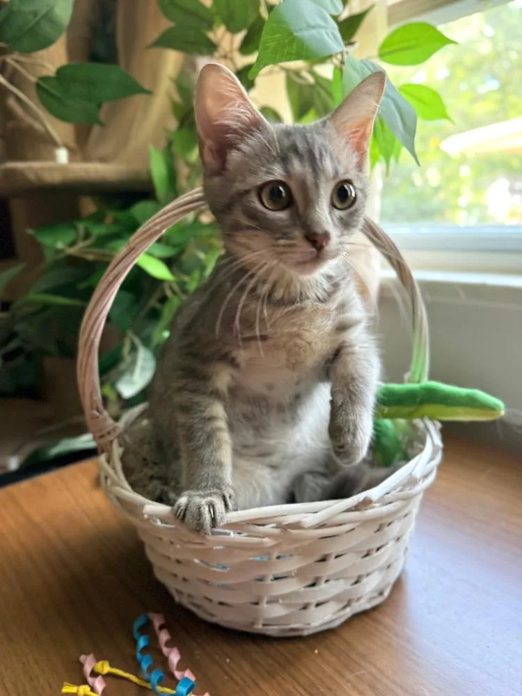 Elvis Purrsley thumbnail 4