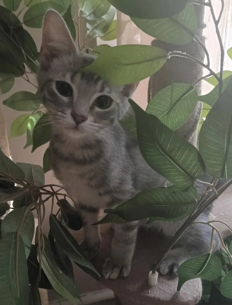 Elvis Purrsley thumbnail 5