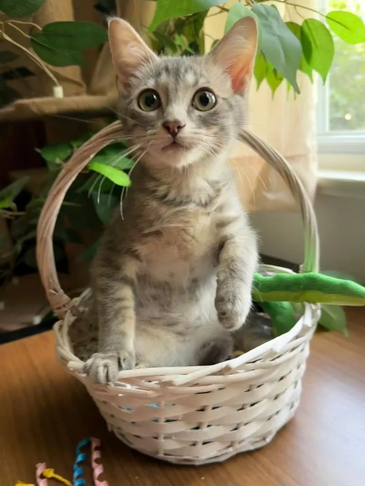 Elvis Purrsley thumbnail 6