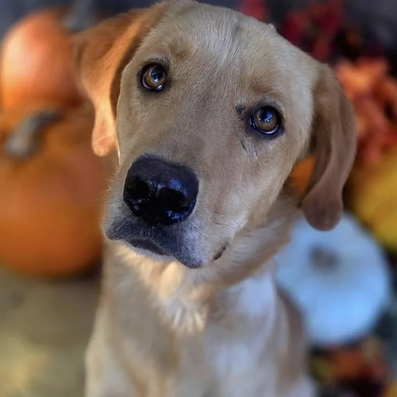 An adult medium-sized male Labrador Retriever dog named Boone for adoption in University Place, WA