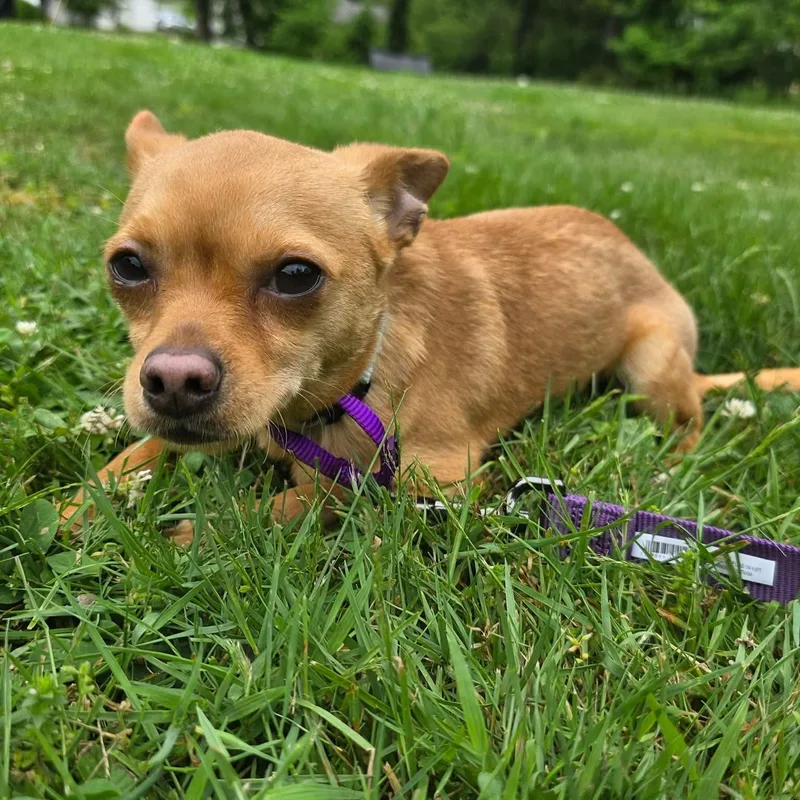 An adult small-sized male Yellow / Tan / Blond / Fawn Chihuahua dog named Therman for adoption in Greensburg, PA