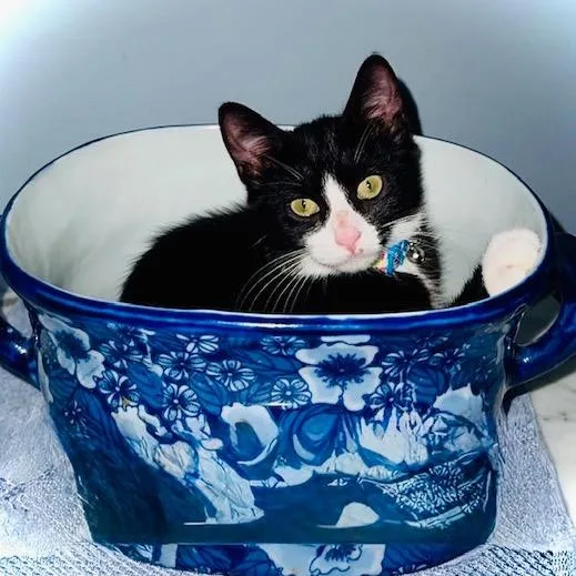 A baby small-sized female Black Domestic Short Hair cat named Lilly for adoption in Lauderhill, FL