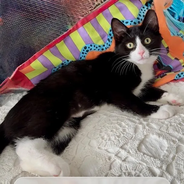 Lilly thumbnail 3