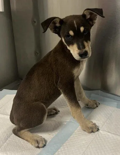A baby small-sized male Shepherd dog named Astarion for adoption in Fresno, CA