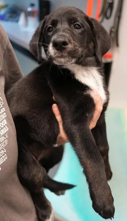 A young small-sized female Labrador Retriever dog named Mallory for adoption in Bowling Green, KY