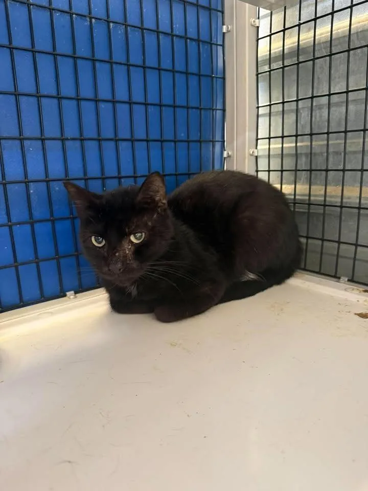 A young medium-sized male Domestic Short Hair cat named Salem for adoption in Shelbyville, TN