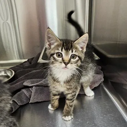 A young small-sized female Domestic Short Hair cat named Doohickey for adoption in Scotia, NY