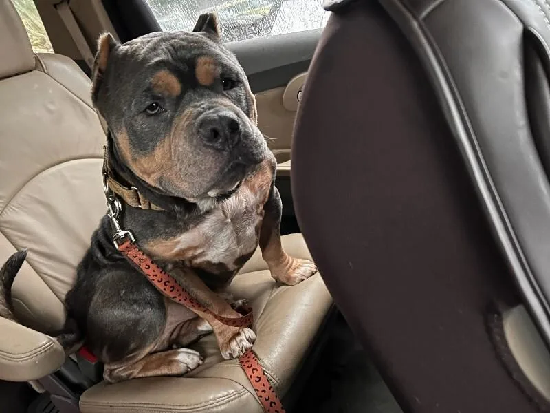An adult large-sized male Black Mixed Breed dog named Sammy for adoption in Cincinnati, OH