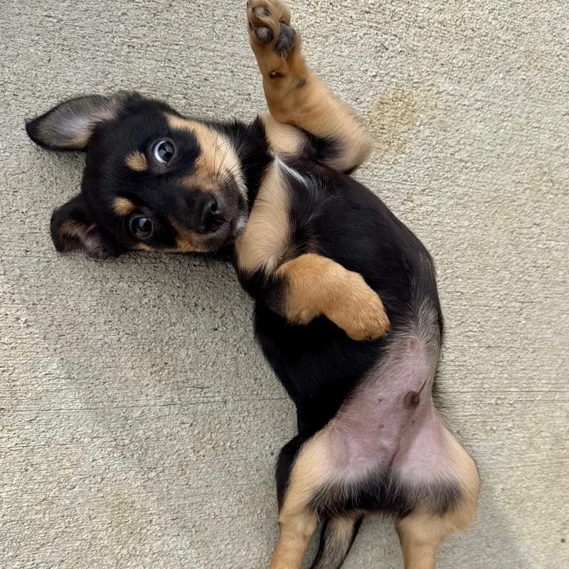 A baby small-sized male Bicolor Chihuahua dog named Rudy for adoption in Richmond, VA