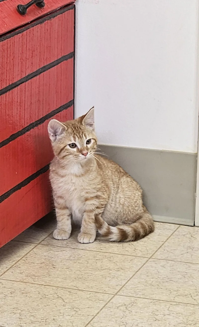 A young medium-sized male Orange / Red Tabby cat named Timmy for adoption in Bluffton, IN